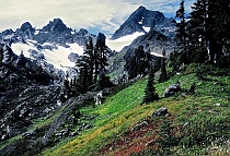 Mt. Skokomish in Autumn